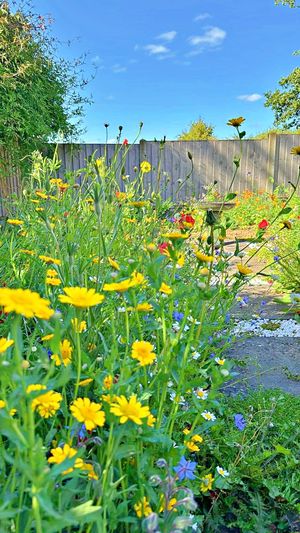 Photo 24- click for photo gallery